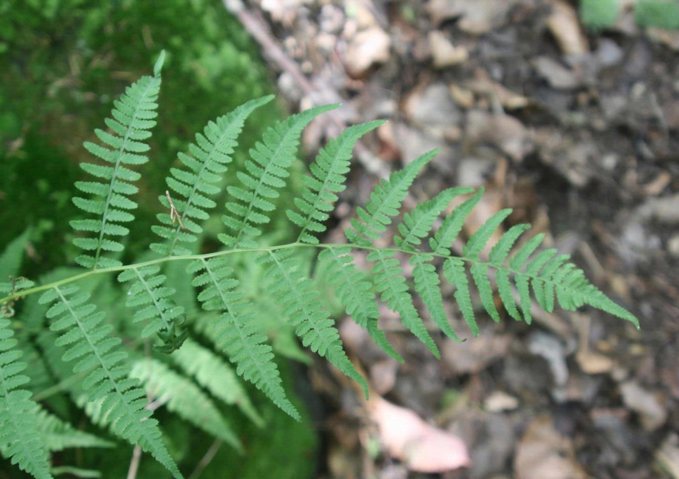 a single frond of northern lady fern