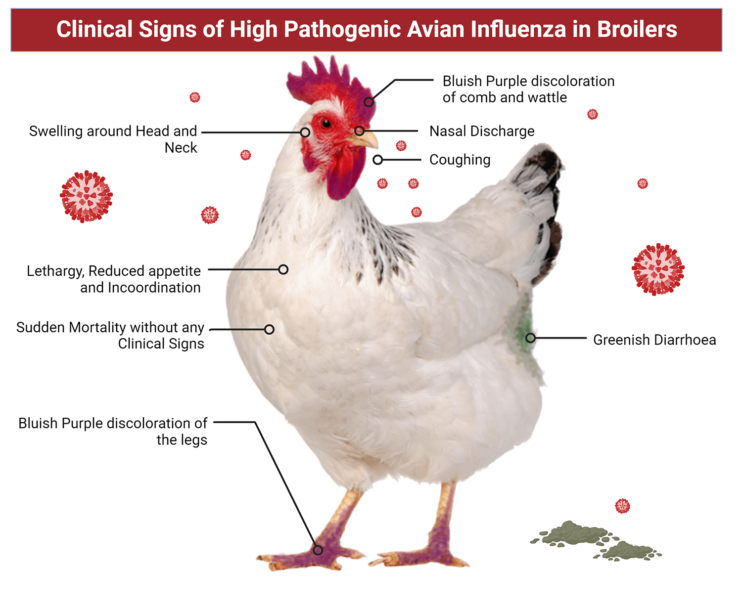 Image of a broiler chicken and related signs of Avian Influenza