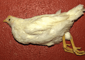 image of chicken with complete paralysis