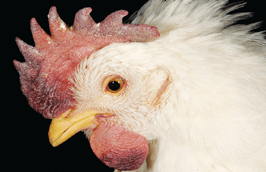 image of chicken infected by HPAI