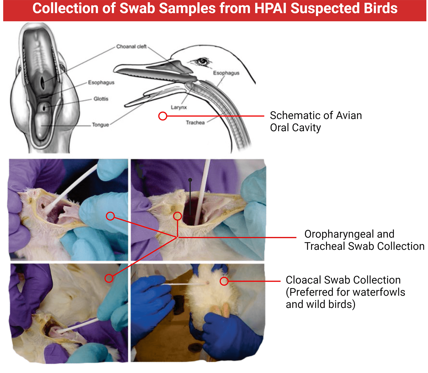 Collection of Swab Samples from HAPI Suspected Birds