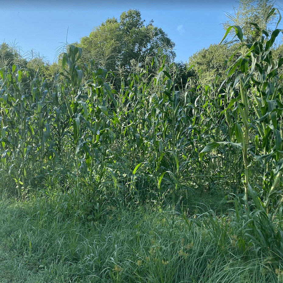 Picture of the AAUFRC corn field