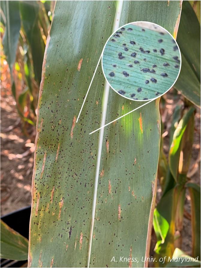 Symptoms of tar spot on corn leaf.