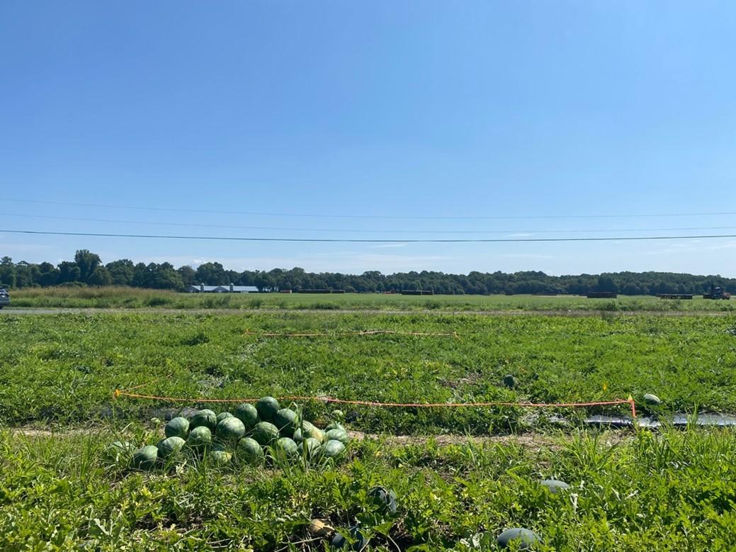 A pile of picked watermelons in field
