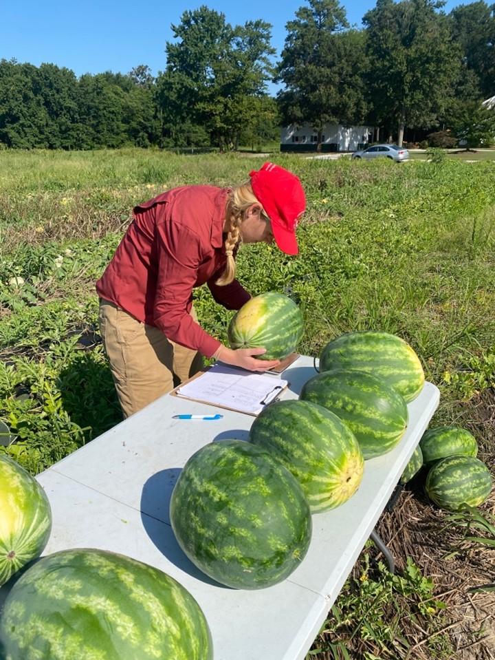 Weighing harvested watermelon