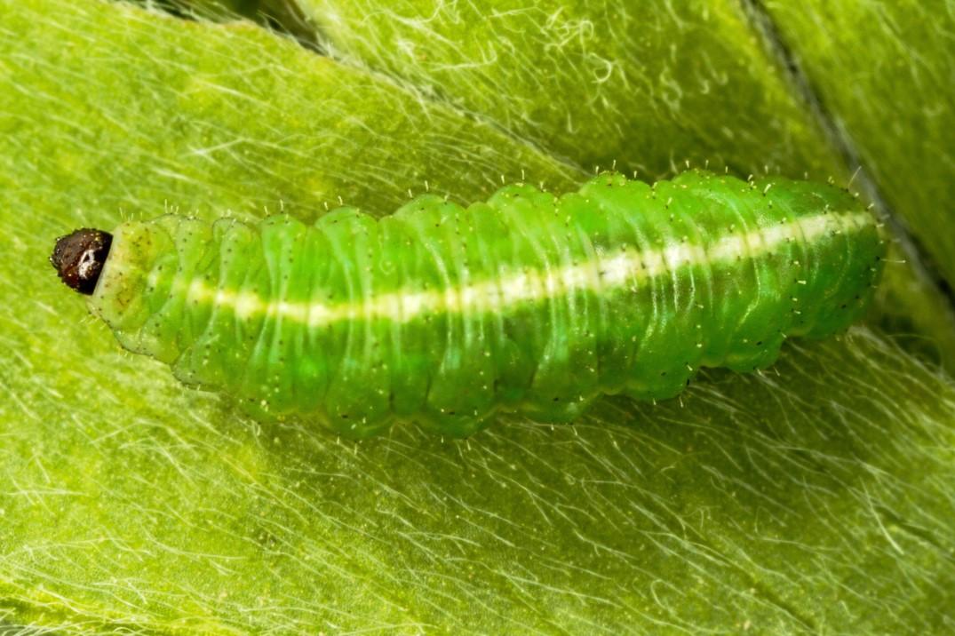 Late instar alfalfa weevil larva
