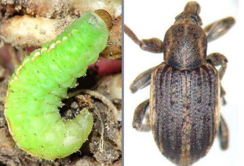Late instar clover leaf weevil larva (left) and clover leaf weevil adult (right).