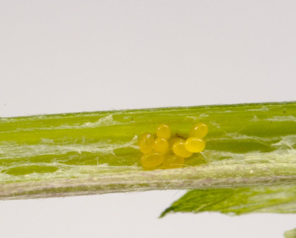 Oblong, orange alfalfa weevil eggs on alfalfa stem.