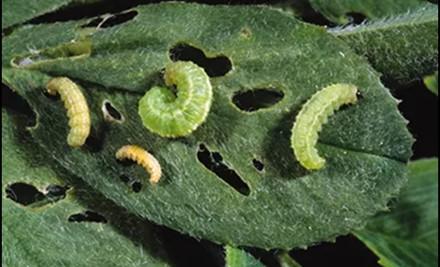 Alfalfa weevil larvae progress through four instars before pupation.