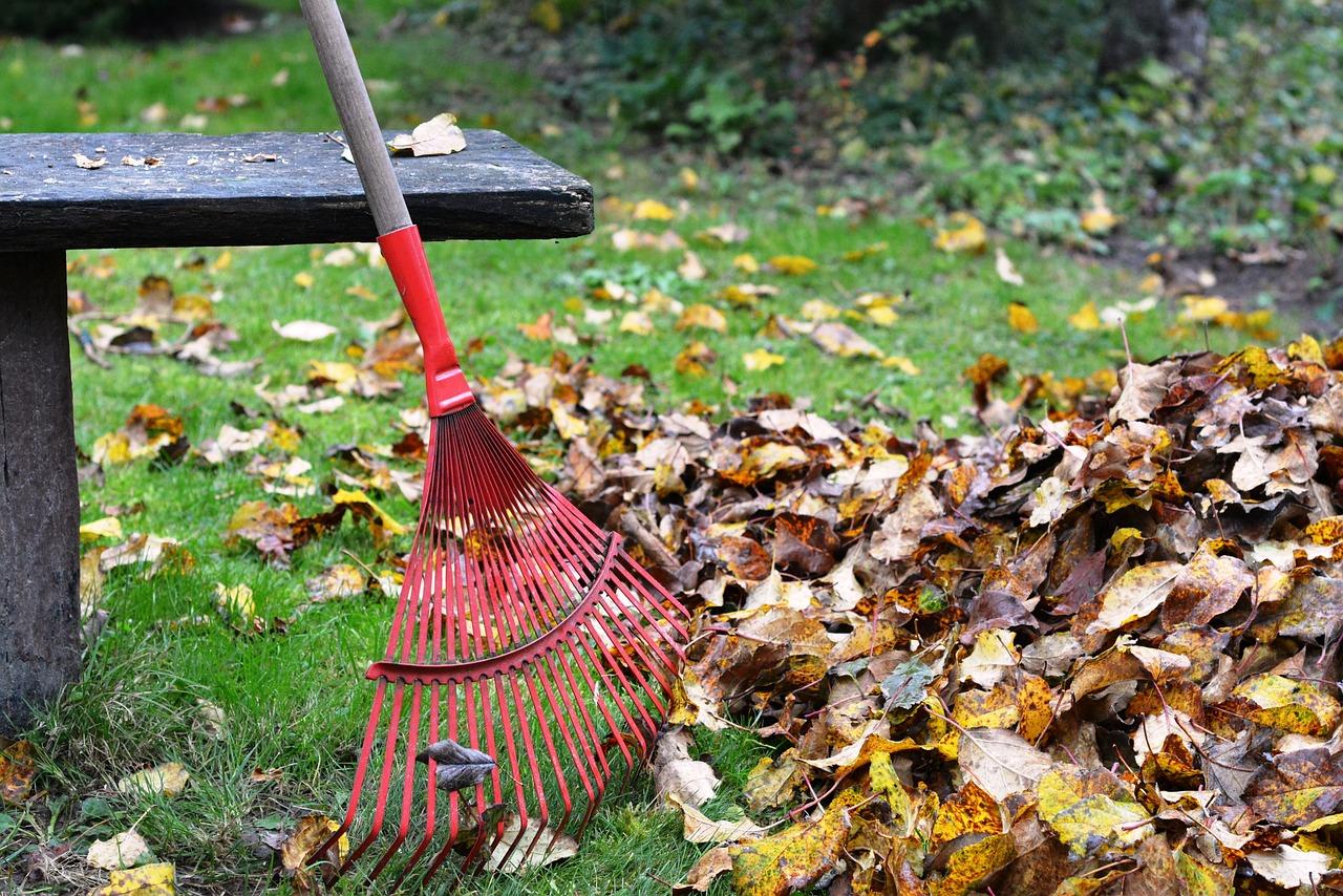 leaves on the ground and a red rake