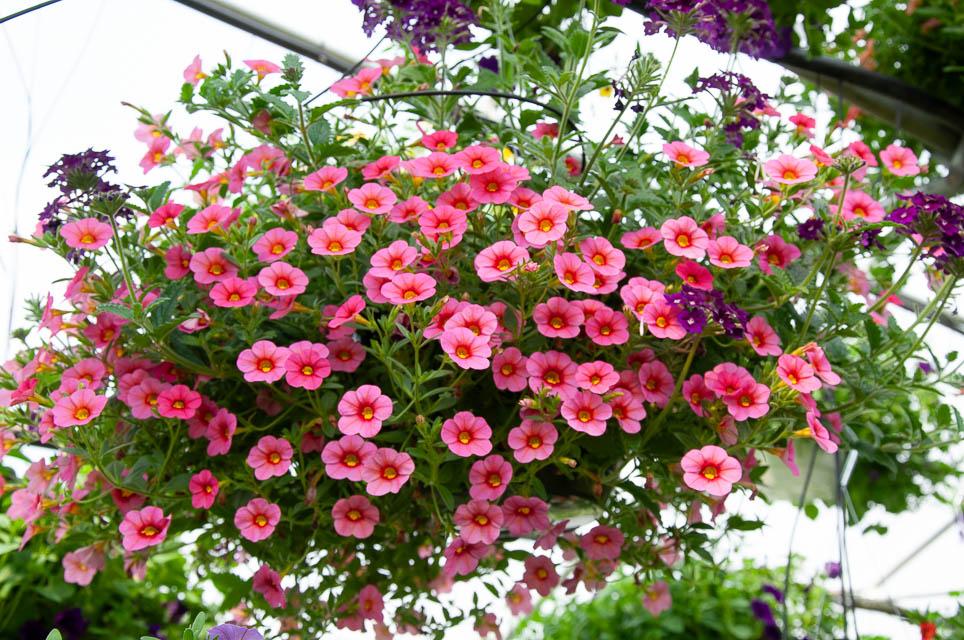 Calibrachoa in hanging baskets in greenhouse