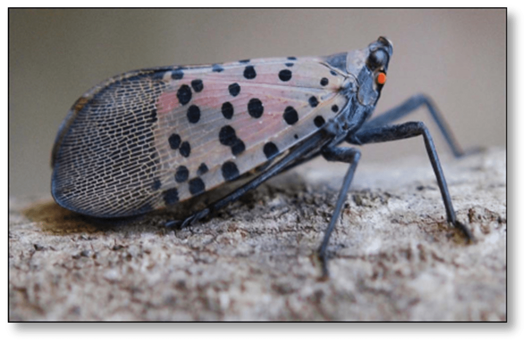 Adult spotted lanternfly with closed wings