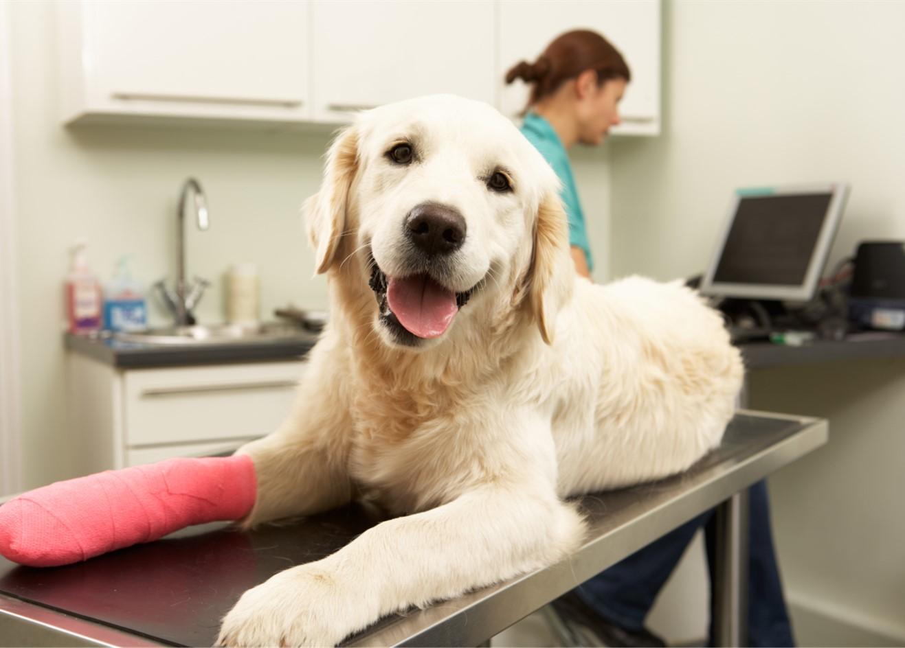 Dog laying on a metal examination table in a vet office with its left leg bandaged.