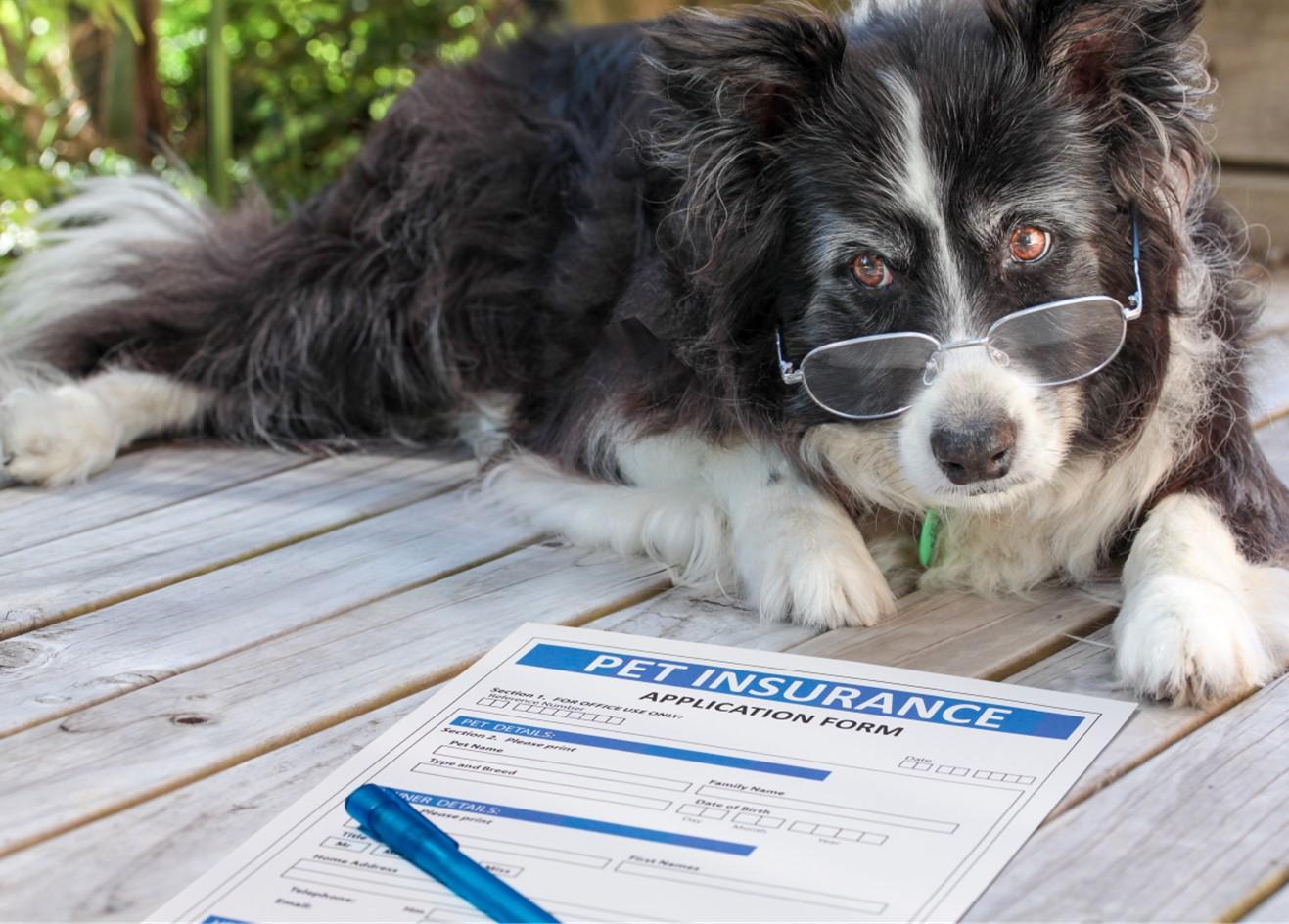 Black and white dog wearing eye glasses laying next to a pet insurance application form.