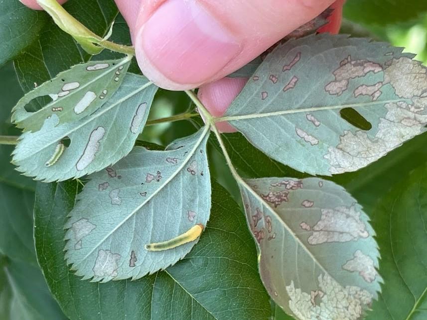 holes on rose leaves from a sawfly insect