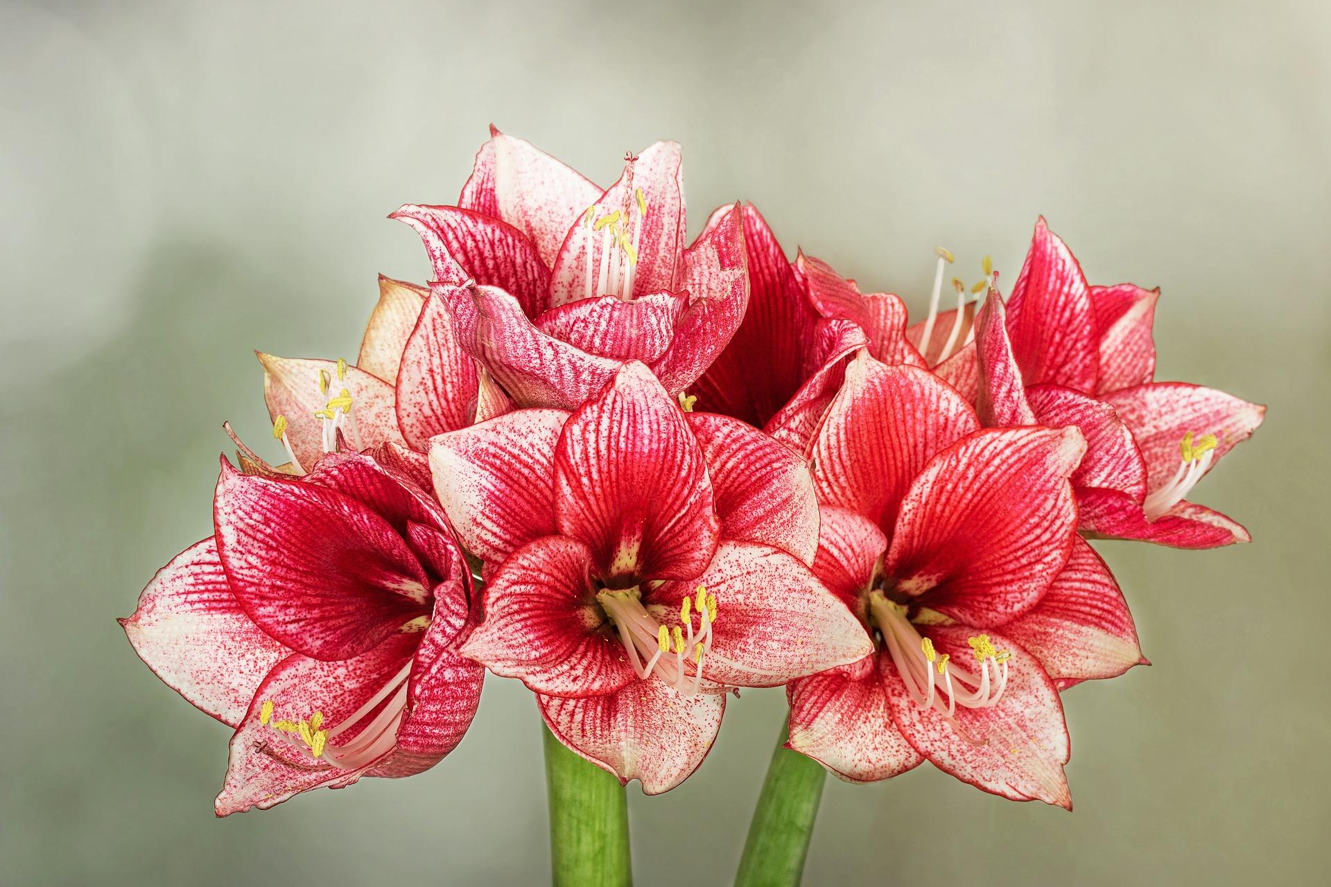 multiple red and white amaryllis flowers in bloom