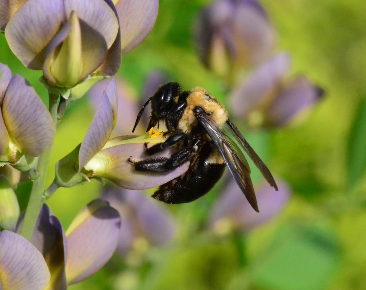 a carpenter bee on baptisia flowers