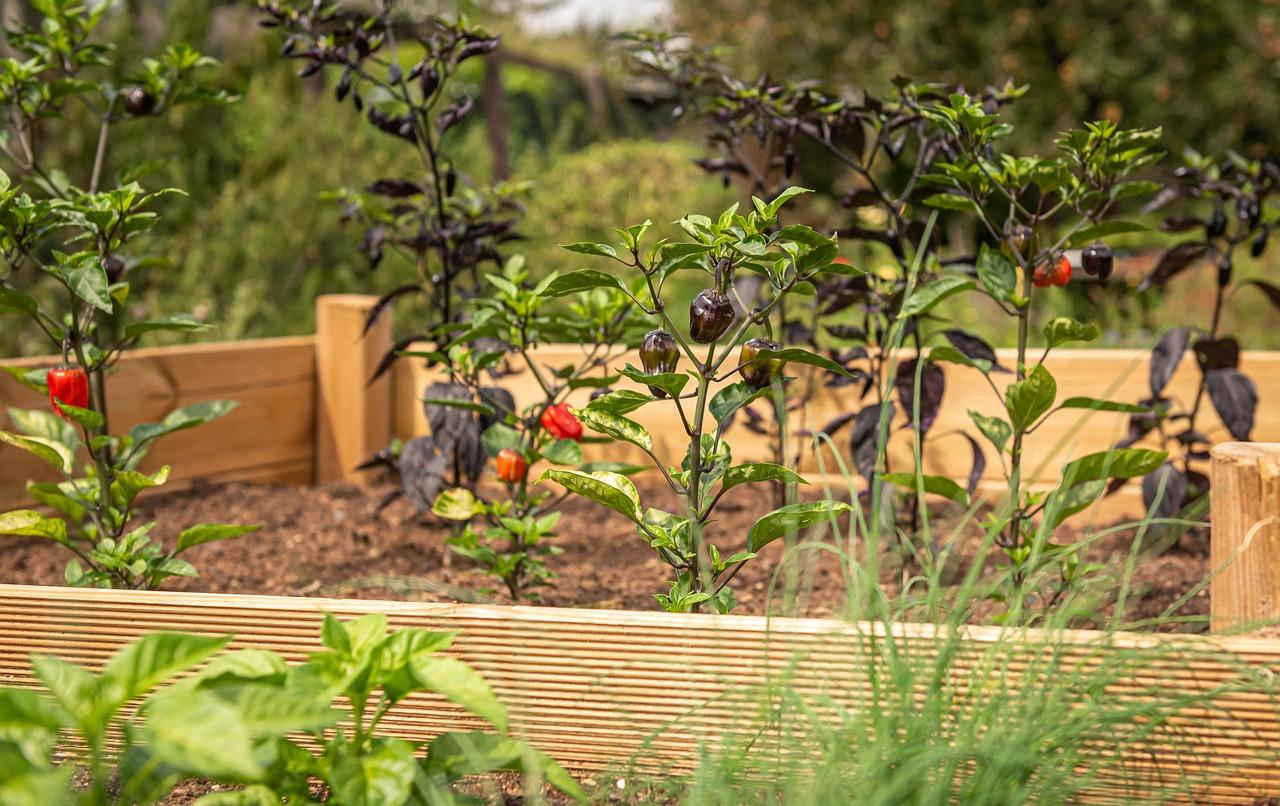 peppers growing in a raised bed garden