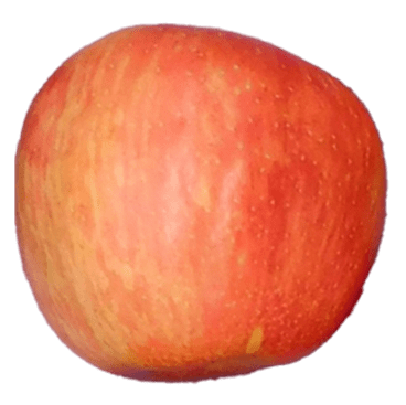 Honeycrisp apple skin is bi-colored with shades of red and green/cream.