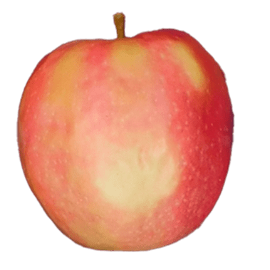 Cripps Pink apple skin is pink with a red mix over green.