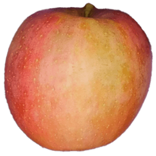 Evercrip apple has a red skin.