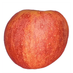 The skin of the Gala apple ranges from creamy yellow to red, with a distinctive yellow stripe.