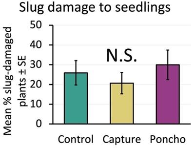 Bar chart displaying the results of slug damage to corn seedlings.