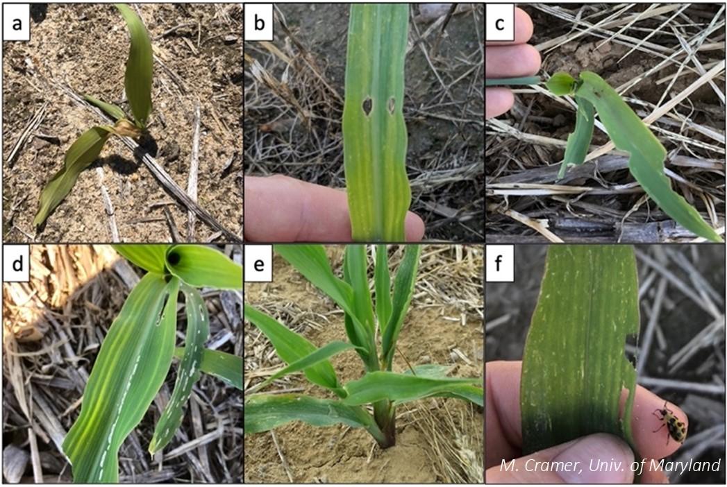 corn seedlings with pest damage