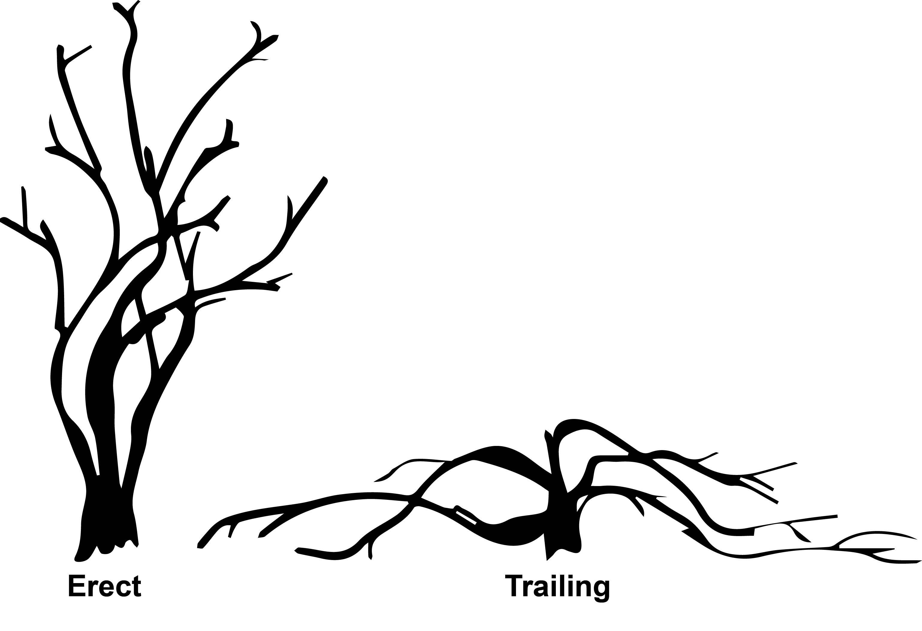 A diagram of a erect and training blackberry bush.