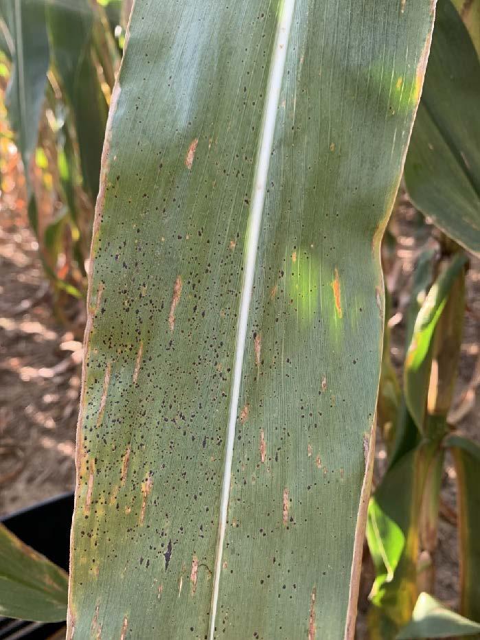 Tar Spot on corn leaf