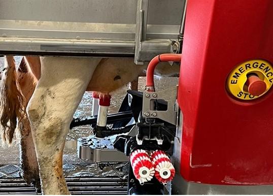 Robotic milking system for dariy cattle.