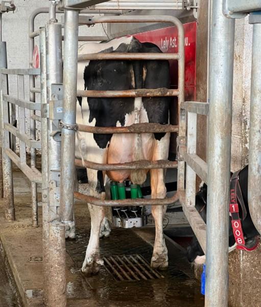 Dairy cow getting milked in the robotic milking system.