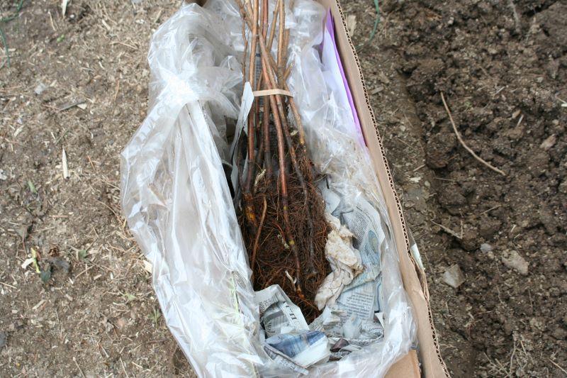 a box of bare root fruit plants that arrived in the mail