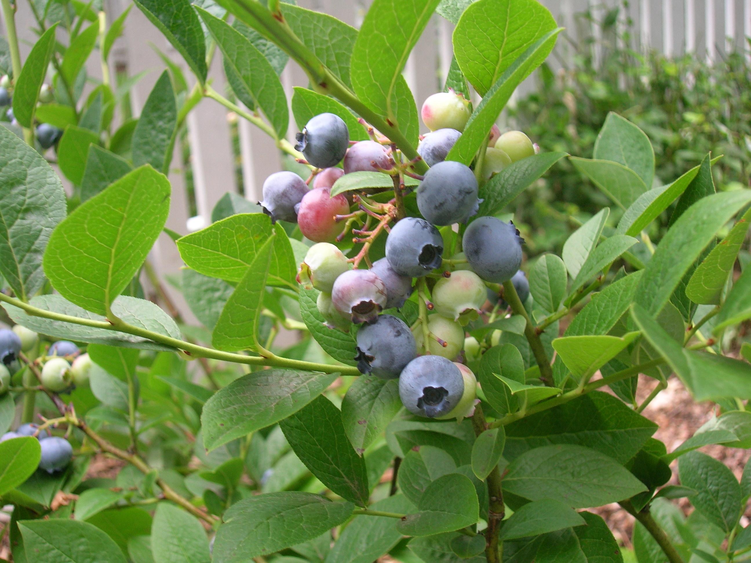 blueberries ripening on a plant in a home garden