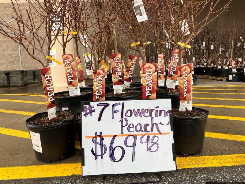 several potted peach trees for sale