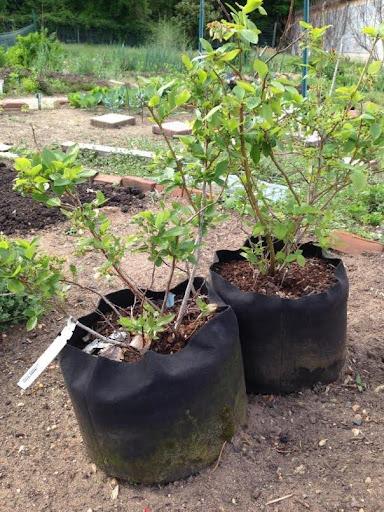 two blueberry plants in fabric containers