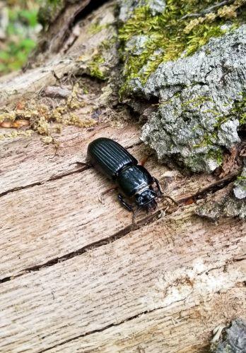 black shiny beetle on a log