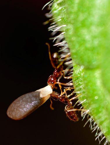 two ants carrying a seed