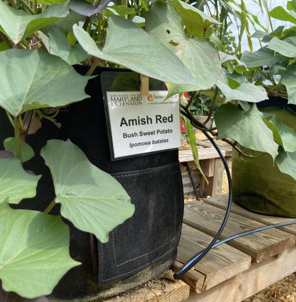 sweet potato plants growing in containers