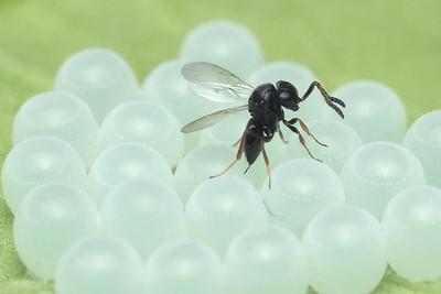 small parasitoid wasp on eggs of a pest