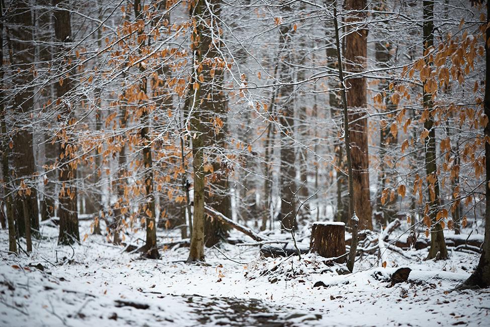 Black Hill Regional Park (Boyds, MD) in Winter.  Adobe Stock photo by Sizhu.