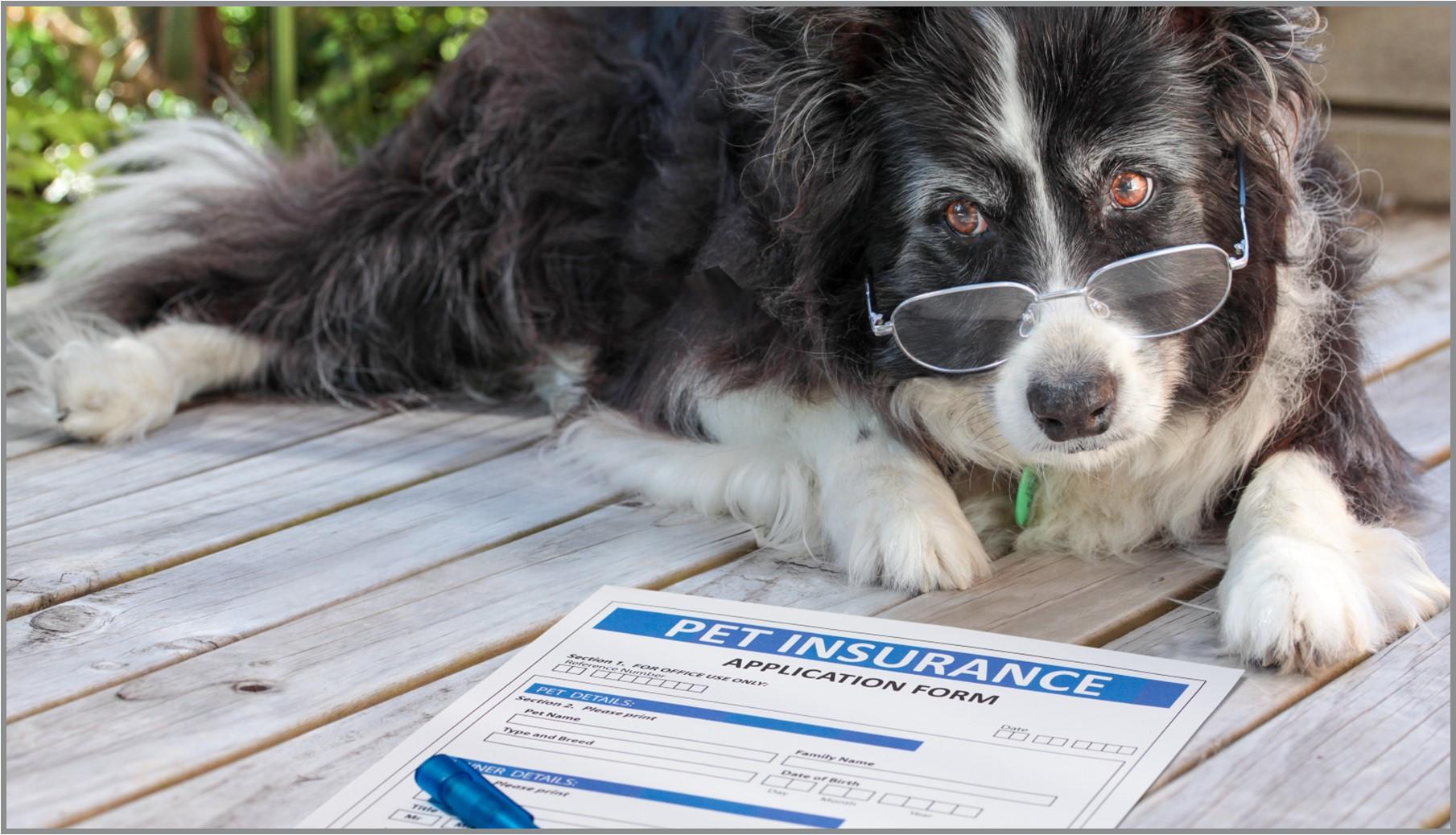 A dog is seen wearing glasses while lying down and filling out an insurance application form.
