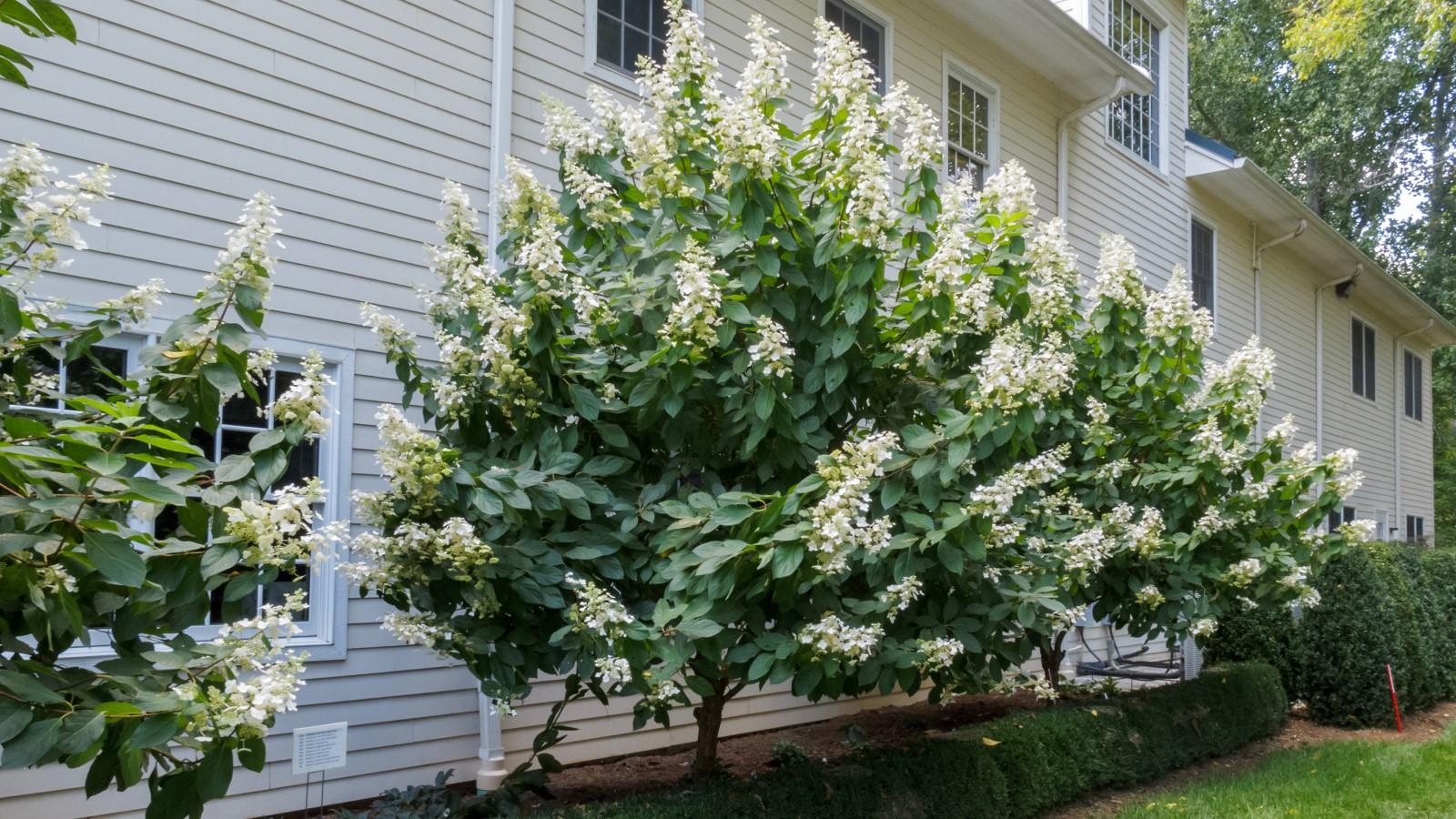 Pruning Hydrangeas University of Maryland Extension