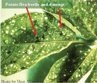 Potato flea beetle and damage.jpg