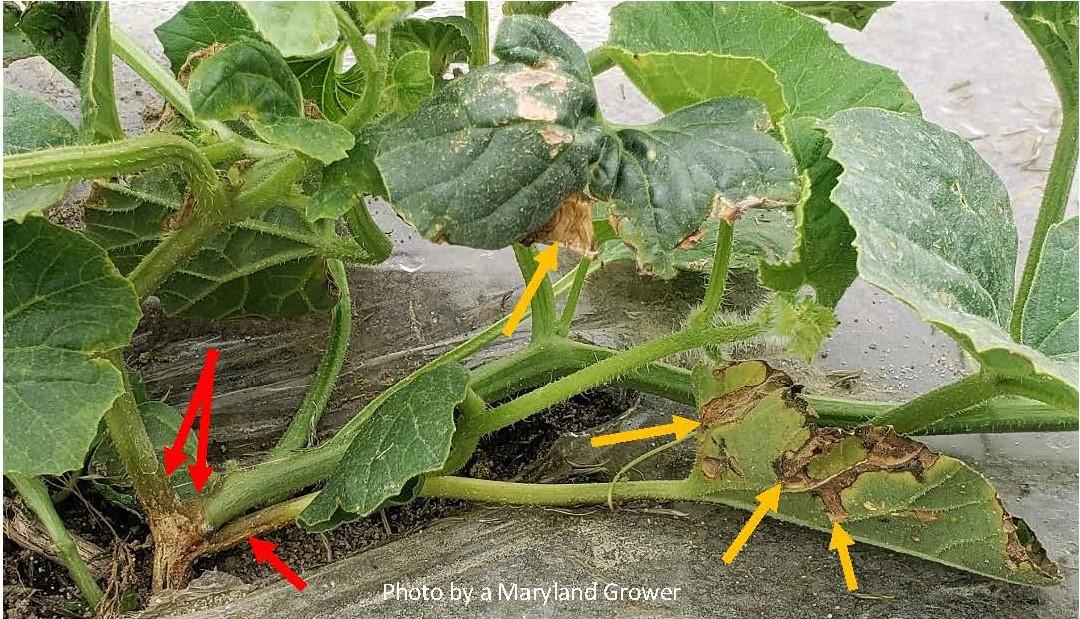 Water soaked lesions on stems (red arrows) and tan lesions with necrotic areas on leaves (yellow arrows).jpg