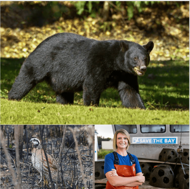 Collage of three images: a black bear in the top half; a bobwhite quail in the lower left corner; a woman in slicker overalls on a boat in the lower right corner