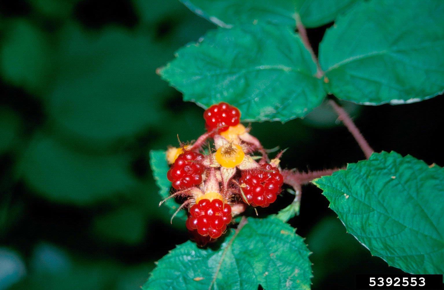 Wineberry fruit. Photo by John M. Randall, The Nature Conservancy, Bugwood.jpg