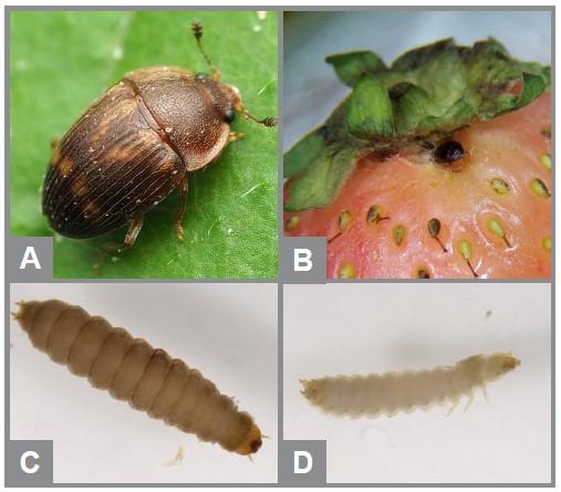 (a) A close-up photo of an adult strawberry sap beetle with a light brown "X" marking on its back. (b) An adult sap beetle feeding on a strawberry. (c & d) Two examples of sap beetle larvae, which are similar to strawberry sap beetle larvae.