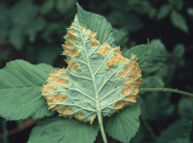 orange fungal disease on blackberry - rust