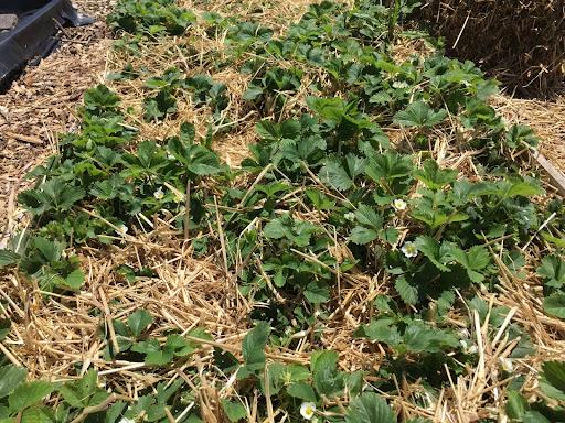 straw is used to protech strawberry plants